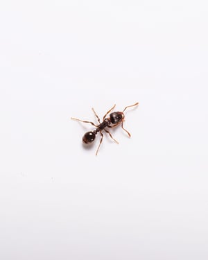 04_pavement-ant