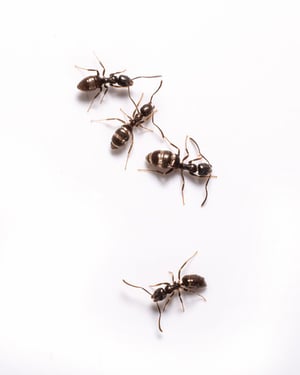 07_odorous-house-ants-1