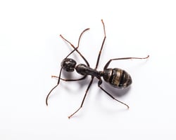 Carpenter ant