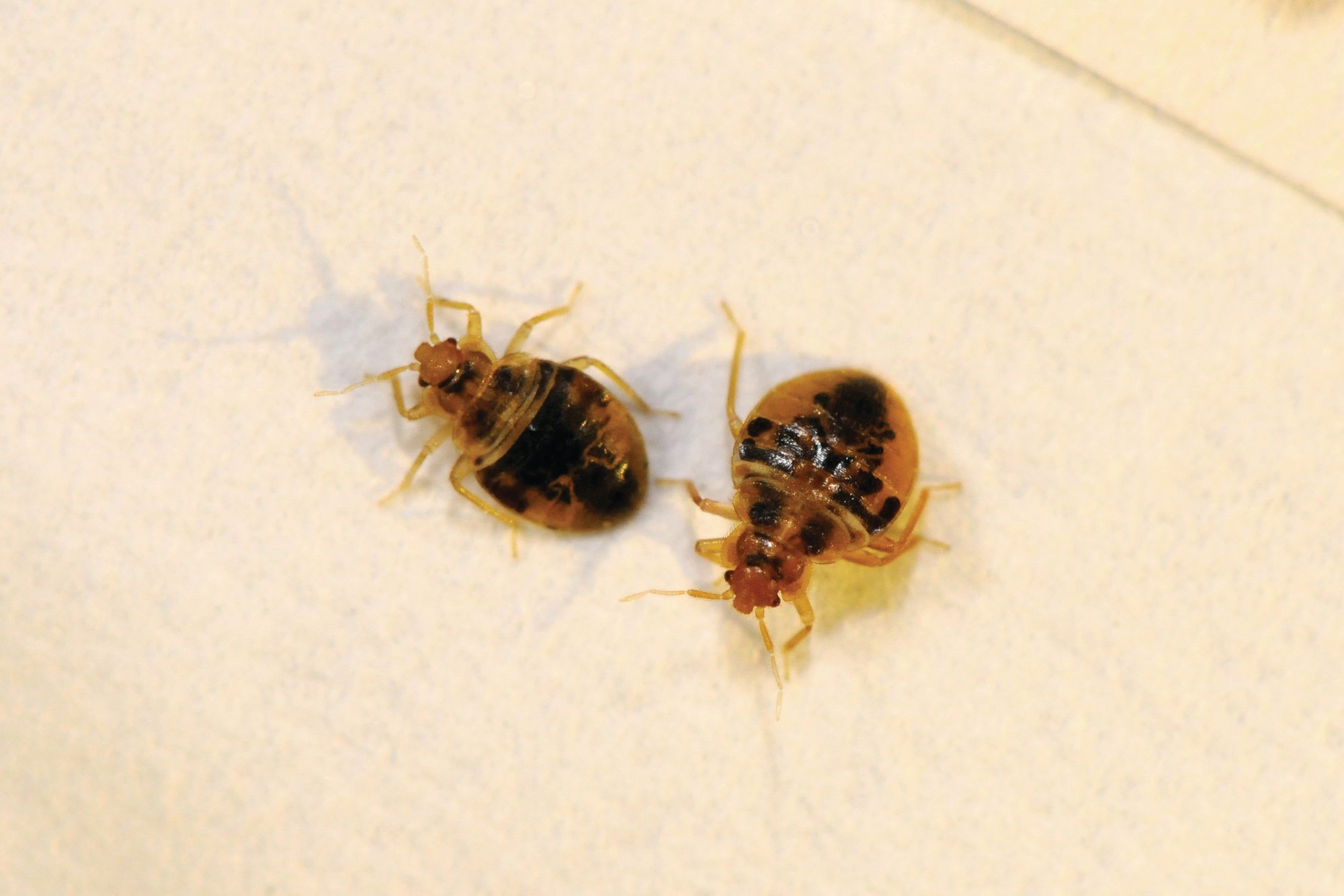 12-bed-bug-nymphs (2)