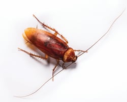 19_american-cockroach