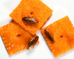 german roaches on crackers