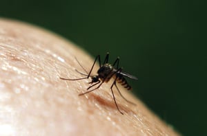 40_mosquito-on-skin (1)