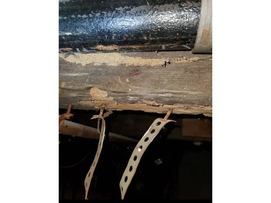 Visible termite tubes and damage during inspection