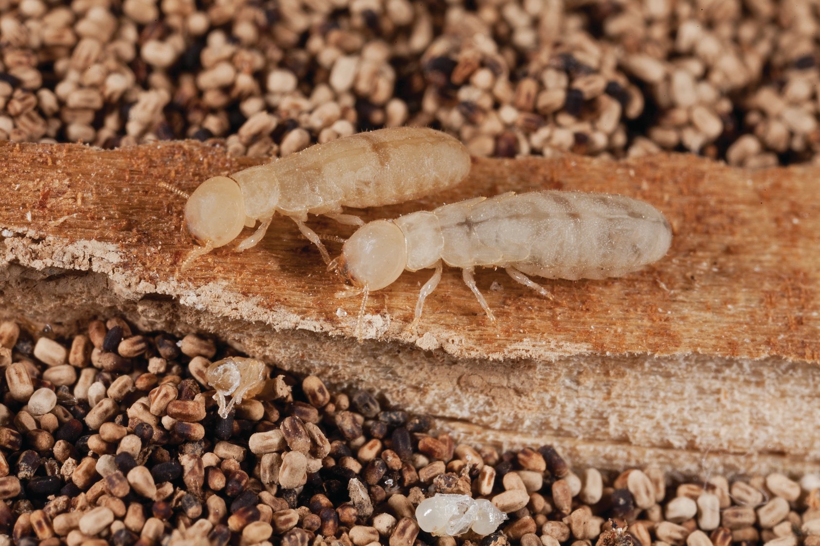 53_drywood-termites