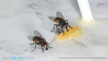 house flies