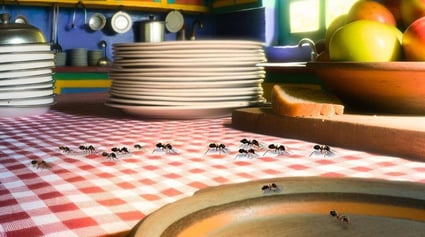 ants in kitchen