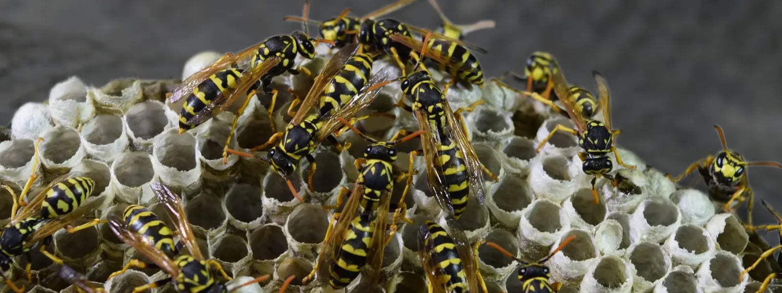 wasps