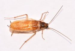 Brownbanded cockroach dorsal 4