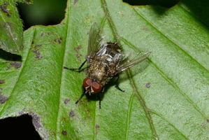 Fly on a leaf