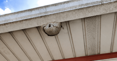 Active wasp nest attached beneath the soffit of a residential home in Amityville, NY.