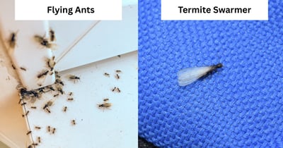 Flying Ants vs. Termite Swarmers