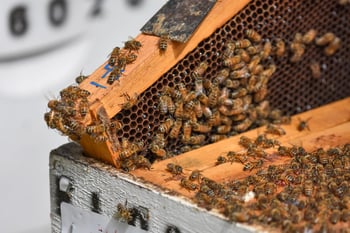 Honey bee colony work
