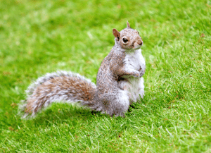 Hubspot Squirrel
