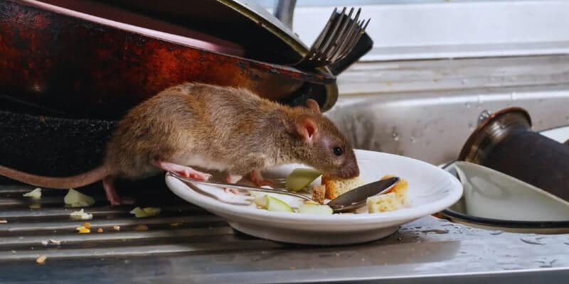 norway rat