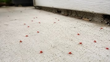Red Clover Mite Control in Nassau County