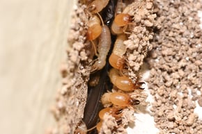 Worker termites in the nest