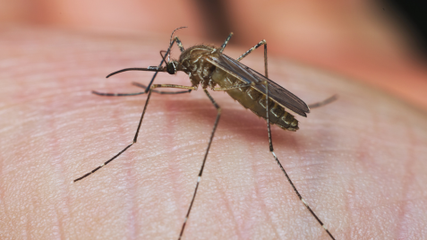 Culex Mosquito