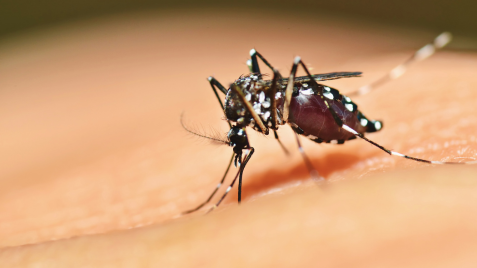 Asian tiger mosquito