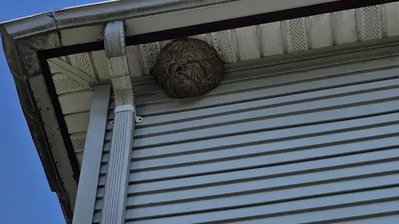 Active wasp nest attached beneath the soffit of a residential home in Amityville, NY.