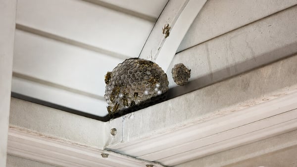 Paper wasp nests built beneath a residential roof overhang