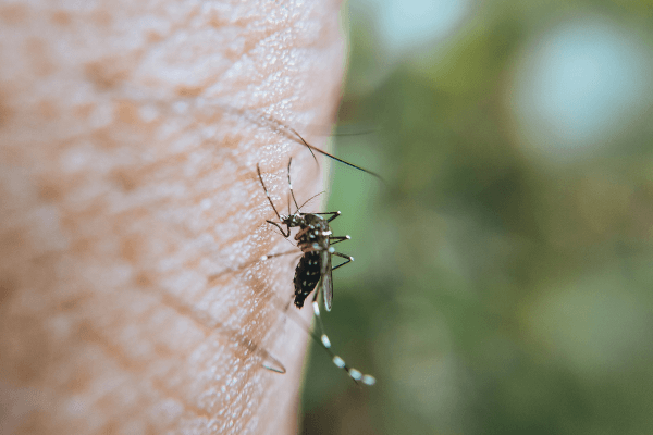 Mosquito feeding on human skin during mosquito season in Suffolk County, New York.