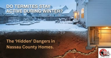 Winter Termite Activity