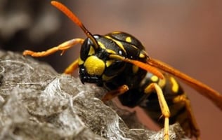 yellowjacket making a nest