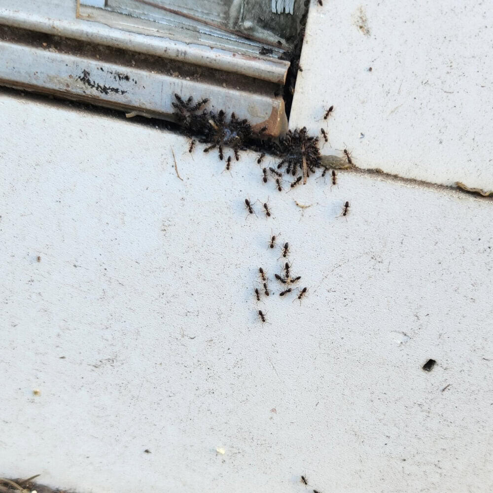 Pavement Ants