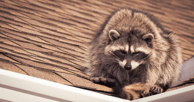Raccoon on roof