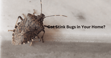 Stink Bug