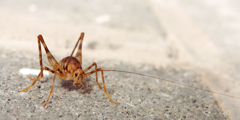 Camel (Cave) Cricket