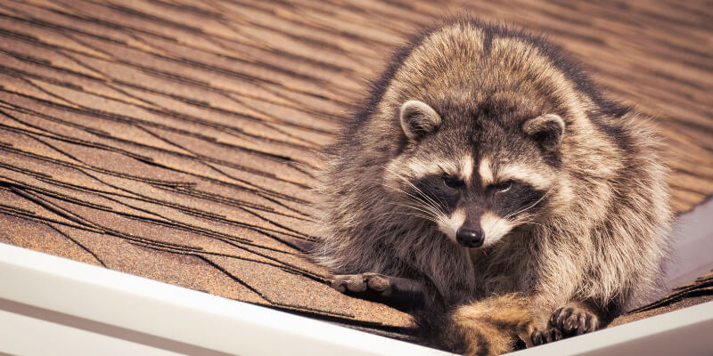 Raccoon on roof