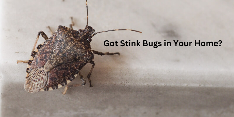 Stink Bug