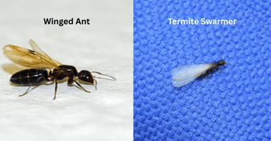 How to Tell Flying Ants from Termite Swarmers on Long Island | EM Pest Control