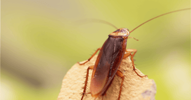 American Cockroach