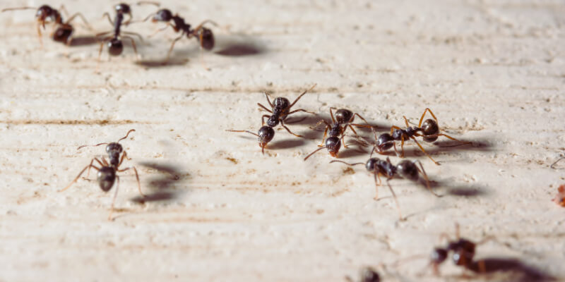 Ant control in uniondale, ny
