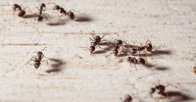 Ant Exterminator Near Me