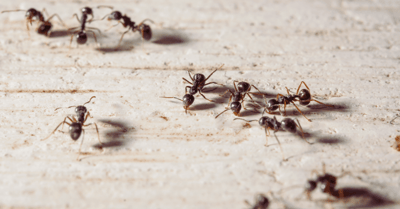 Ant Exterminator Near Me