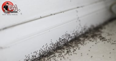 Ants in Long Island Home
