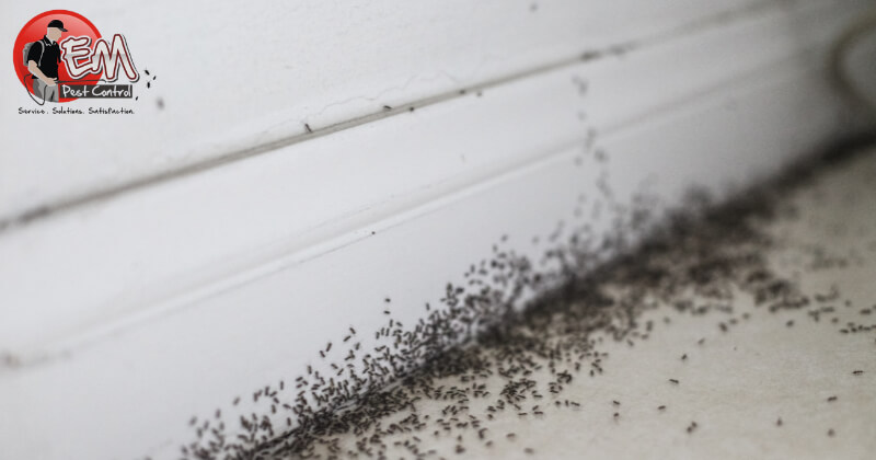 Ants in Long Island Home
