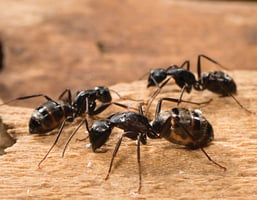 Carpenter ants on wood