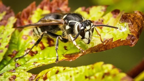 bald faced hornet