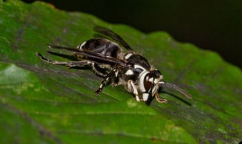 bald-faced hornet profile