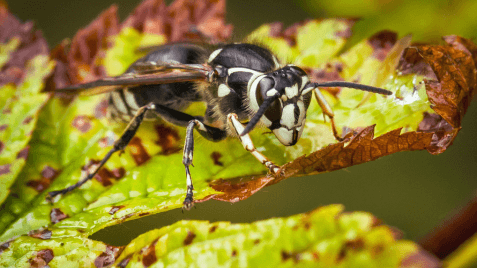 bald-faced hornet