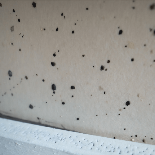 bed bug fecal spots