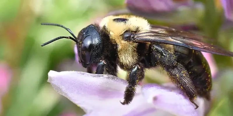 Carpenter Bee