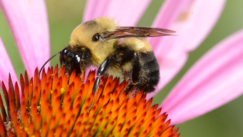 bumble bee
