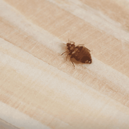 Bed bug