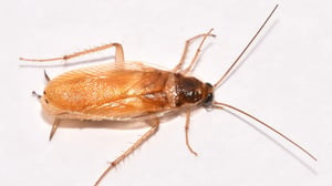 Brown-banded cockroach